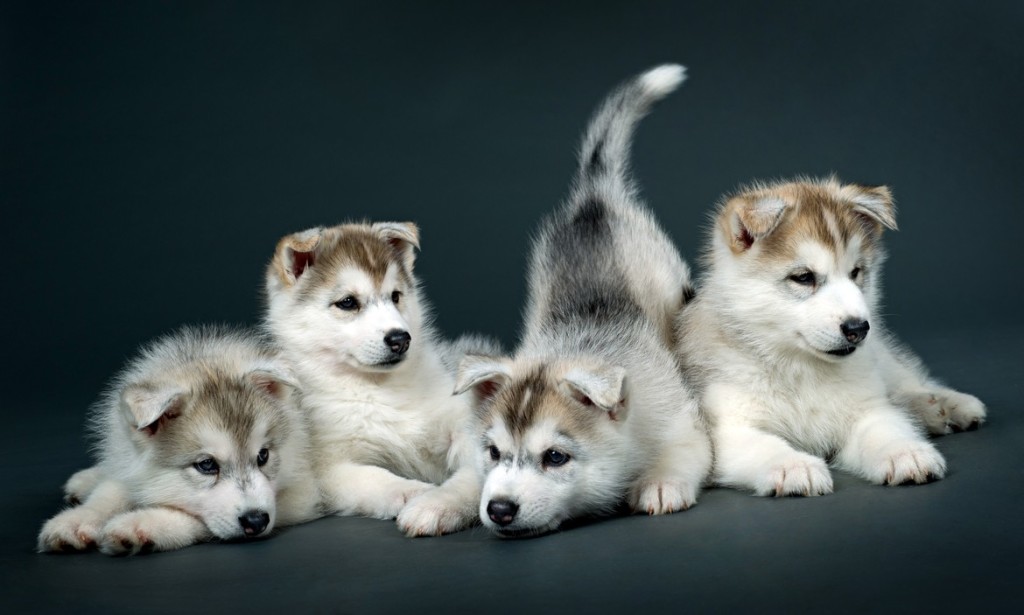 siberian-husky_72093760.jpg__1170x0_q90_subsampling-2_upscale